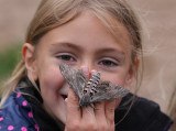 kervindesvrmare - Convolvulus Hawk-moth (Agrius convolvuli)