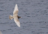 Vittrut - Glaucous Gull (Larus hyperboreus)