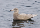 Vittrut - Glaucous Gull (Larus hyperboreus)