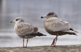 Vittrut - Glaucous Gull (Larus hyperboreus)