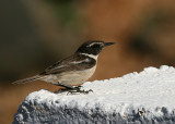 Kanariebuskskvtta - Canary Islands Stonechat (Saxicola dacotiae)