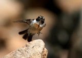 Kanariebuskskvtta - Canary Islands Stonechat (Saxicola dacotiae)