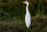 Kohger - Cattle Egret (Bubulcus ibis)