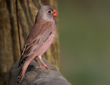 kentrumpetare - Trumpeter Finch (Rhodopechys githaginea)