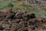 Klipphna - Barbary Partridge (Alectoris barbara)