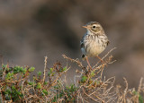 Kanariepiplrka - Canarian Pipit (Anthus berthelotii)