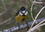 Koboltmes - African Blue Tit (Parus teneriffae)