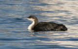 Storlom - Black-throated Diver (Gavia arctica)