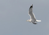 Fiskms - Common Gull (Larus canus)