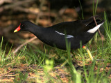 Rrhna - Moorhen (Gallinula chloropus)