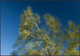 Pine Tree