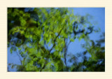 Reflet de nature