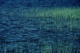 Herbes du lac