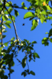 Acrobat Spider