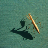 Shadow mantis