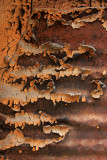 Texture en fougre