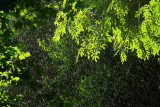 Summer sunny rain