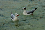 Mouettes au bain