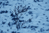 Dans la neige