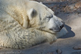 Sleeping Polar Bear - Denver Zoo