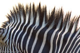 Zebra Abstract #1 - Denver Zoo