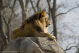 Lion, fast asleep, Denver Zoo
