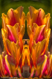 Flower Abstract