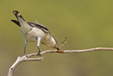 <h5>Lesser Grey Shrike - חנקן שחור-מצח - <i>Lanius minor<i></h