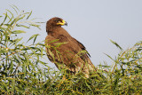 <h5>Steppe Eagle - עיט ערבות - <i>Aquila nipalensis<i></h5>