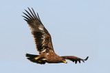 <h5>Steppe Eagle - עיט ערבות - <i>Aquila nipalensis<i></h5>