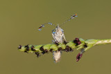 <h5>Grass Blue - כחליל הקוטב - <i>Zizeeria karsandra<i></h5>