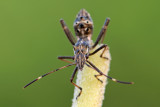 Broad-headed Bug - גלדני צר - Camptopus lateralis