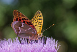 <h5>Cardinal-נימפית פנדורה-<i>Argynnis pandora<i></h5>