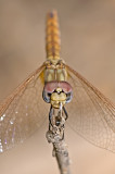 Dragonfly - שפירית
