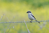 <h5>Great Grey Shrike - חנקן גדול - <i>Lanius excubitor<i></h5>