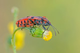Chinch Bug- פנדור אדמוני -Spilostethus pandurus