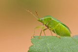Green stink Bug - תריסית ירוקה -Nezara viridula