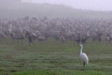 <h5>Great Egret - לבנית גדולה - <i>Ardea alba<i></h5>