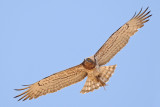 <h5>Short-toed Eagle - חיוויאי - <i>Circaetus gallicus<i></h5>