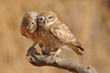 <h5>Little Owl - כוס החורבות - <i>Athene noctua<i></h5>