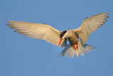 <h5>Common Tern - שחפית ים - <i>Sterna hirundo<i></h5>