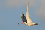 <h5>Common Tern - שחפית ים - <i>Sterna hirundo<i></h5>