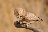 <h5>Little Owl - כוס החורבות - <i>Athene noctua<i></h5>