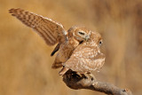 <h5>Little Owl - כוס החורבות - <i>Athene noctua<i></h5>