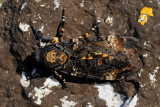 Death's Head Hawk-moth - ר. גולגולת המת