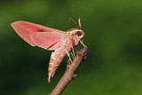 Spurge Hawk-moth - רפרף חלבלוב - Hyles euphorbiae