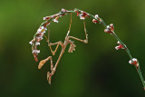 <h5>Mantis - סוסת השד - <i>Empusa fasciata<i></h5>