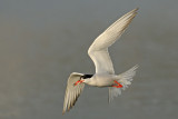 <h5>Common Tern - שחפית ים - <i>Sterna hirundo<i></h5>