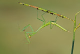 Mantis - גמל שלמה חיוור