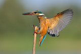 Common Kingfisher - שלדג גמדי - Alcedo atthis